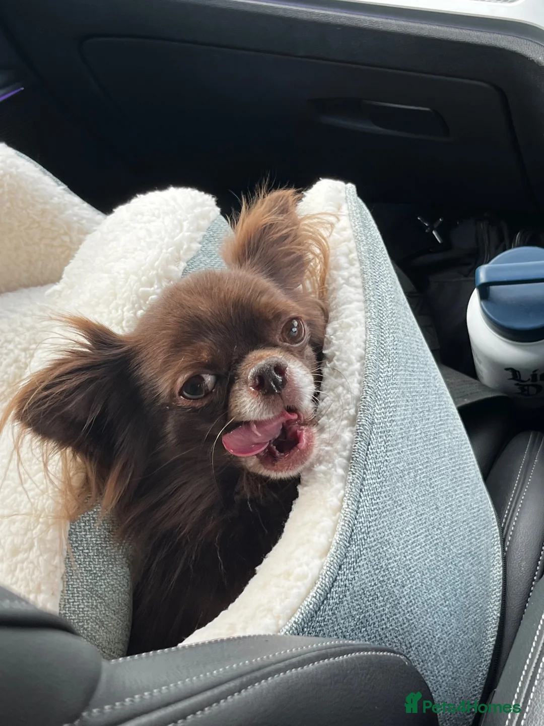 Chihuahua dogs for sale: 6yr male KC reg chihuahua  in York - Advert 2