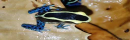 Frog reptiles for sale: Dendrobates tinctorius powder blue dart frog - Advert 3