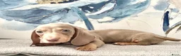 Dachshund dogs for sale: Isabella tan dachshunds  2 males left - Advert 20