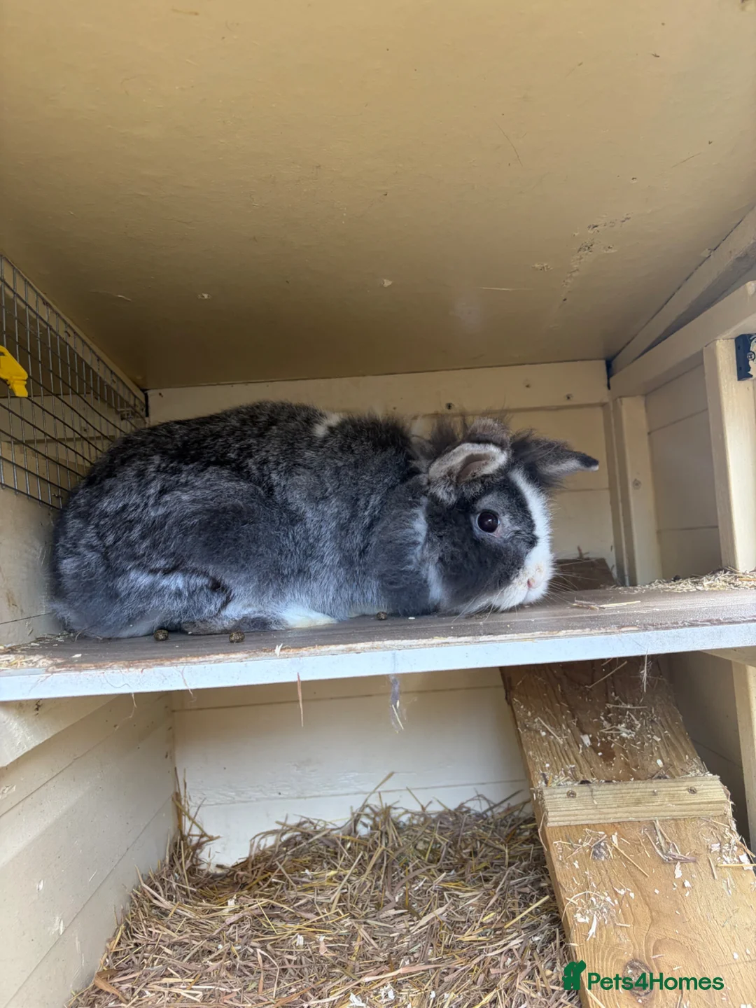 Lionhead rabbits for sale: Male lop female lion head, read description  in Skegness - Advert 5