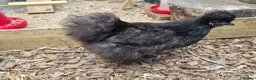 Chickens poultry for sale: Laying Female Chickens (breeds in description) in Derby - Advert 7
