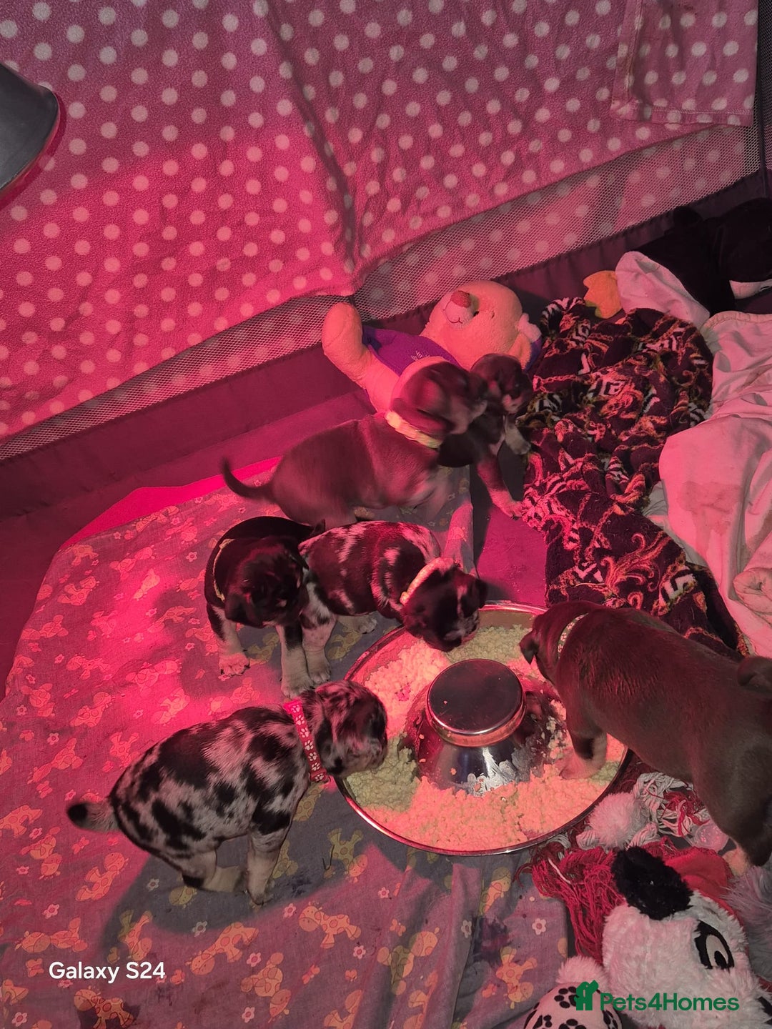 Pug dogs for sale: KC reg Pug puppies  - Advert 7