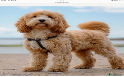 Cockapoo dogs for sale: 5* Miniature F1b Cockapoo Puppies - Advert 10