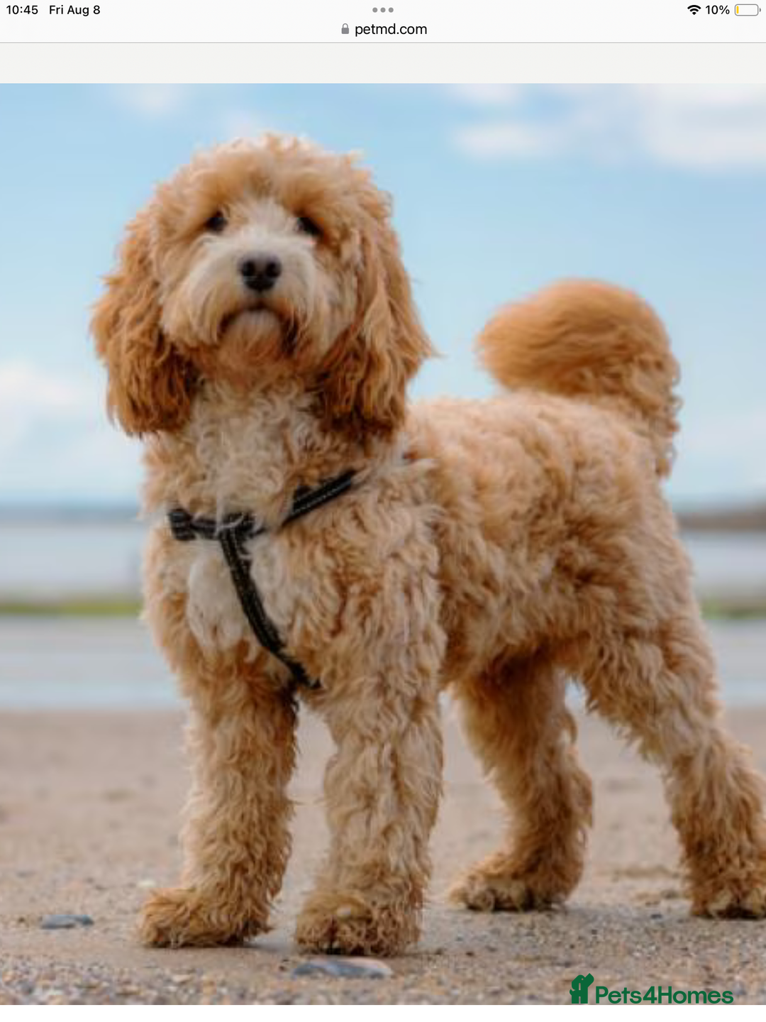 Cockapoo dogs for sale: 5* Miniature F1b Cockapoo Puppies - Advert 10