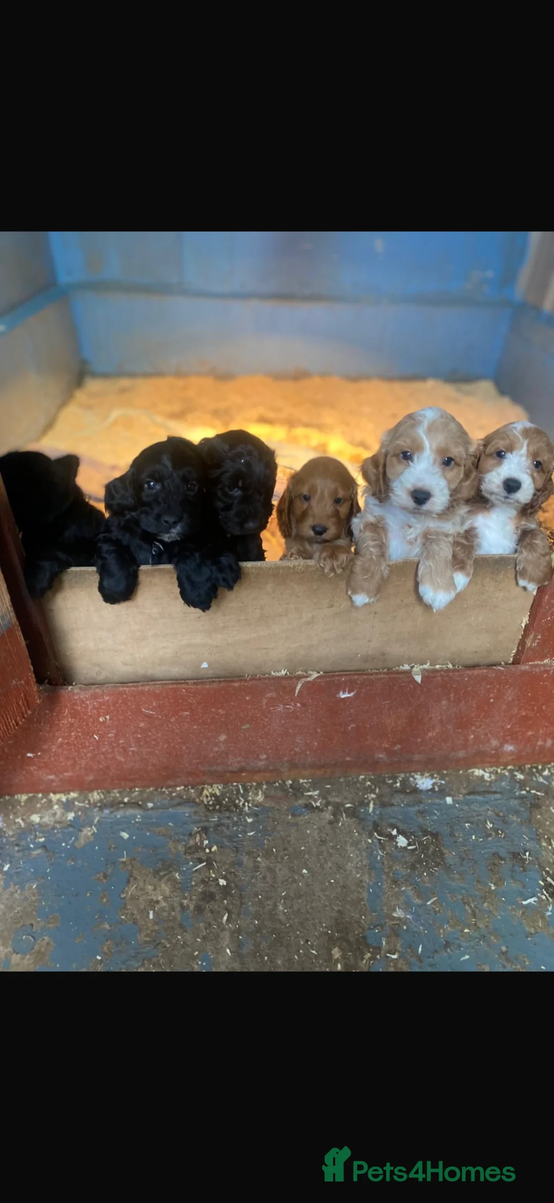 Cockapoo dogs for sale: Cockapoo puppies  - Advert 1