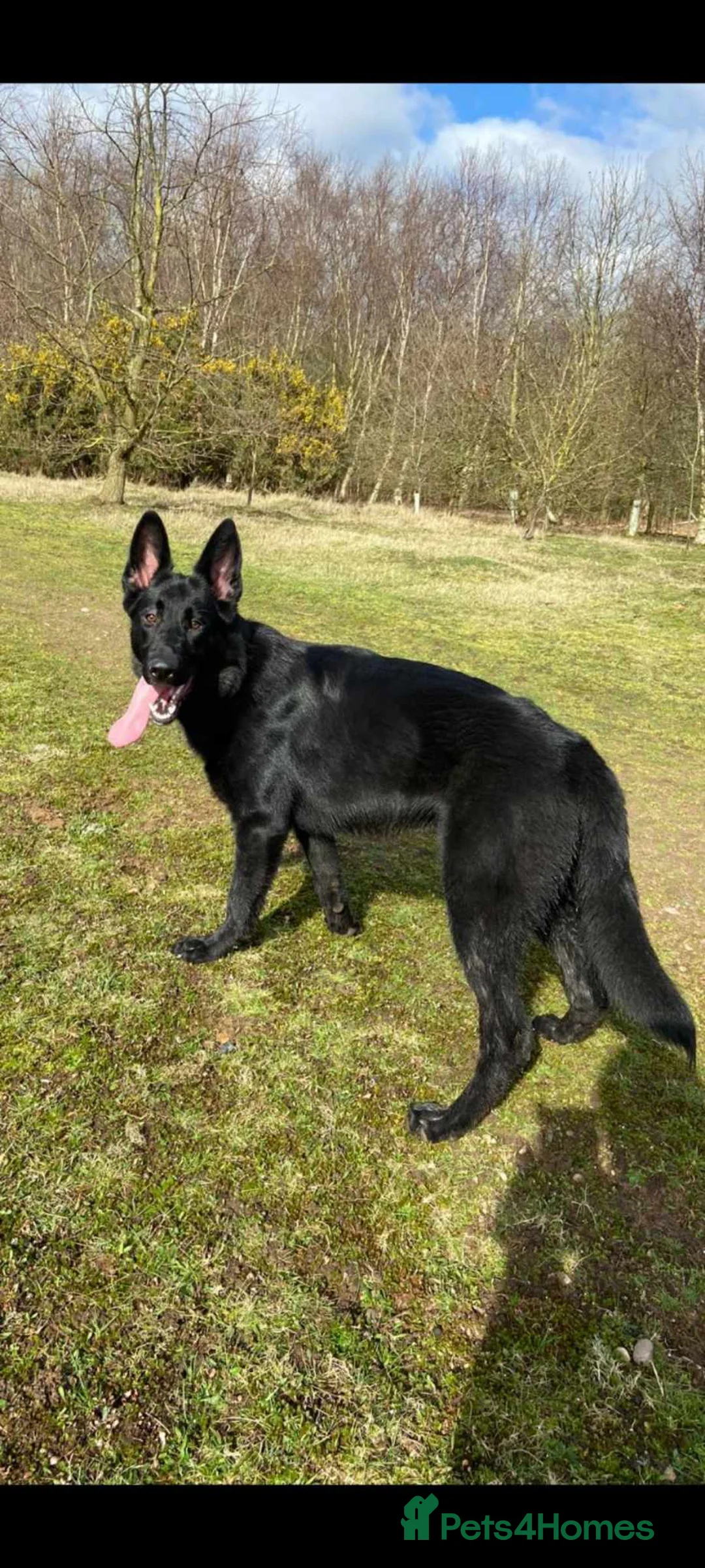 German Shepherd dogs for sale: Urgent Rehoming  - Advert 2