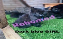 Neva Masquerade cats for sale: Sweet bengal x kittens  - Image 8