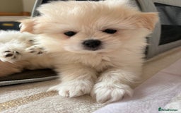 Pomapoo dogs for sale: Pomapoo Puppy - Advert 1