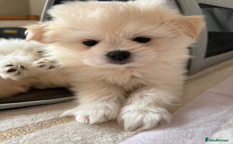 Pomapoo dogs Pomapoo Puppy - Advert 3