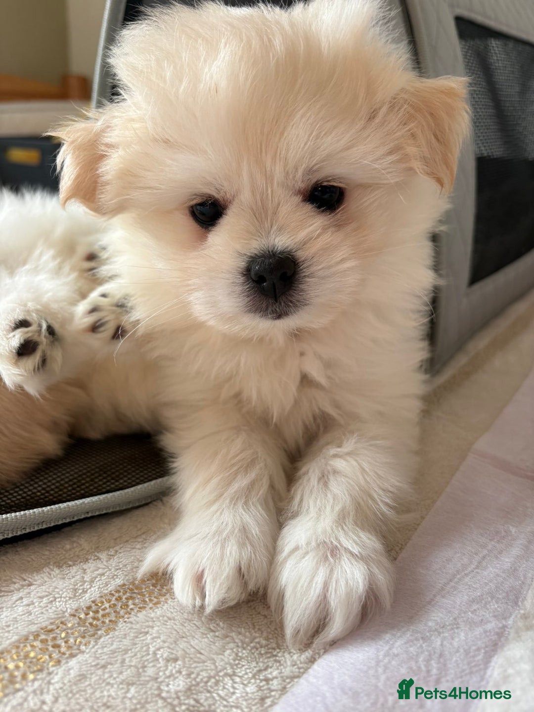 Pomapoo dogs for sale: Pomapoo Puppy - Advert 1