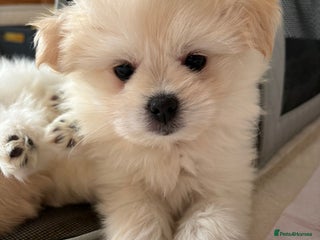 Pomapoo dogs Pomapoo Puppy - Advert 3