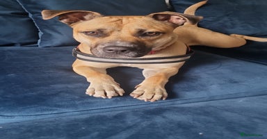 Mixed Breed dogs - Advert 3