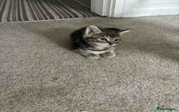 Mixed Breed cats for sale: Mixed breed cats  - Image 19