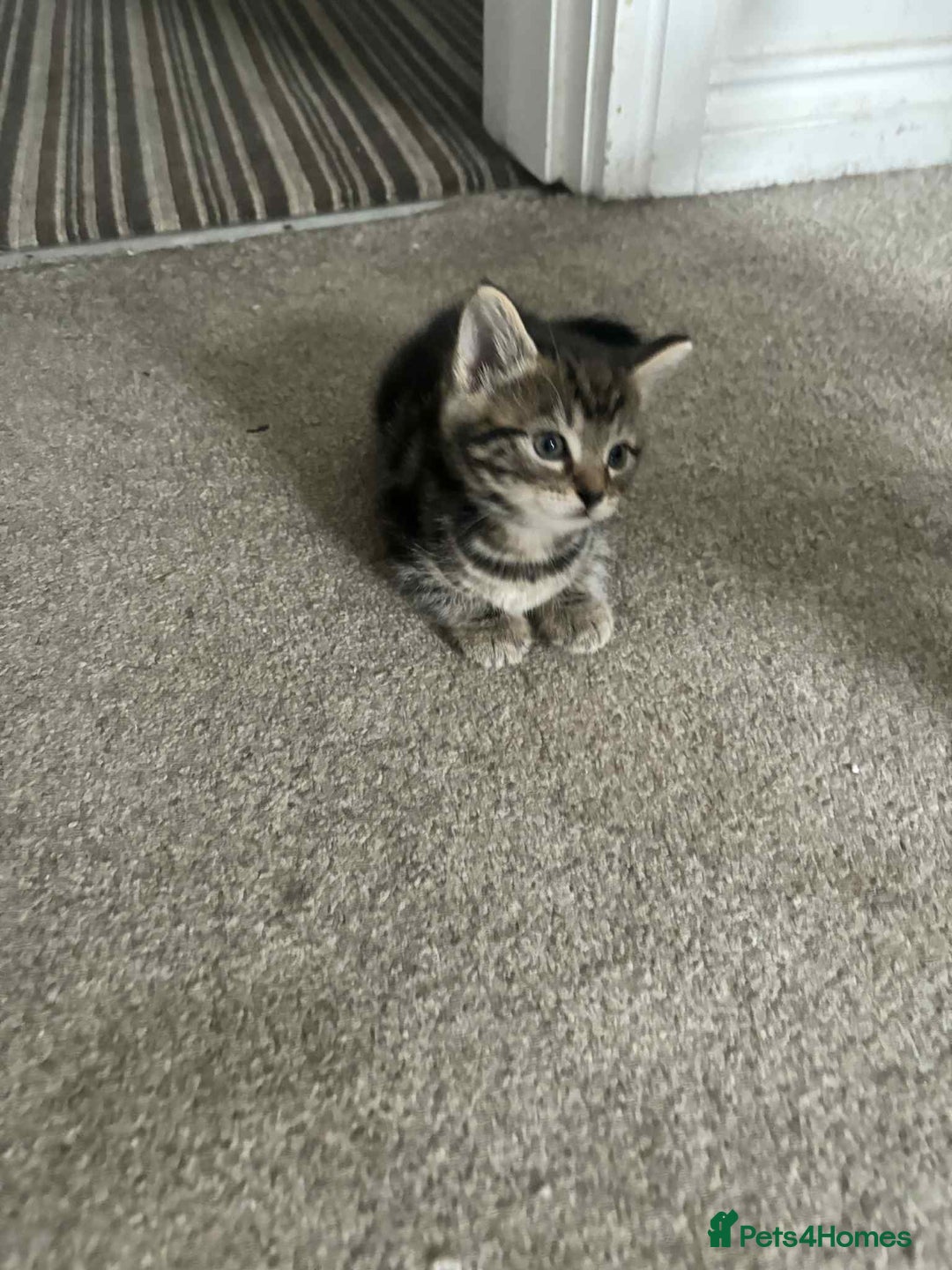 Mixed Breed cats for sale: Mixed breed cats  - Image 19