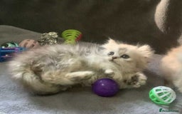 British Longhair cats for sale: BSH and BLH Silvers   in Bournemouth - Image 8
