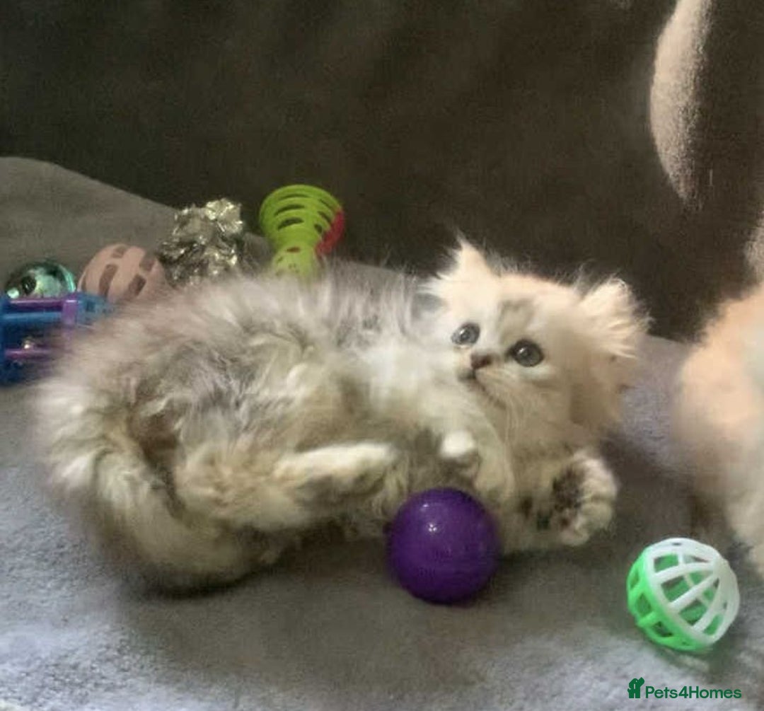 British Longhair cats for sale: BSH and BLH Silvers   in Bournemouth - Image 8