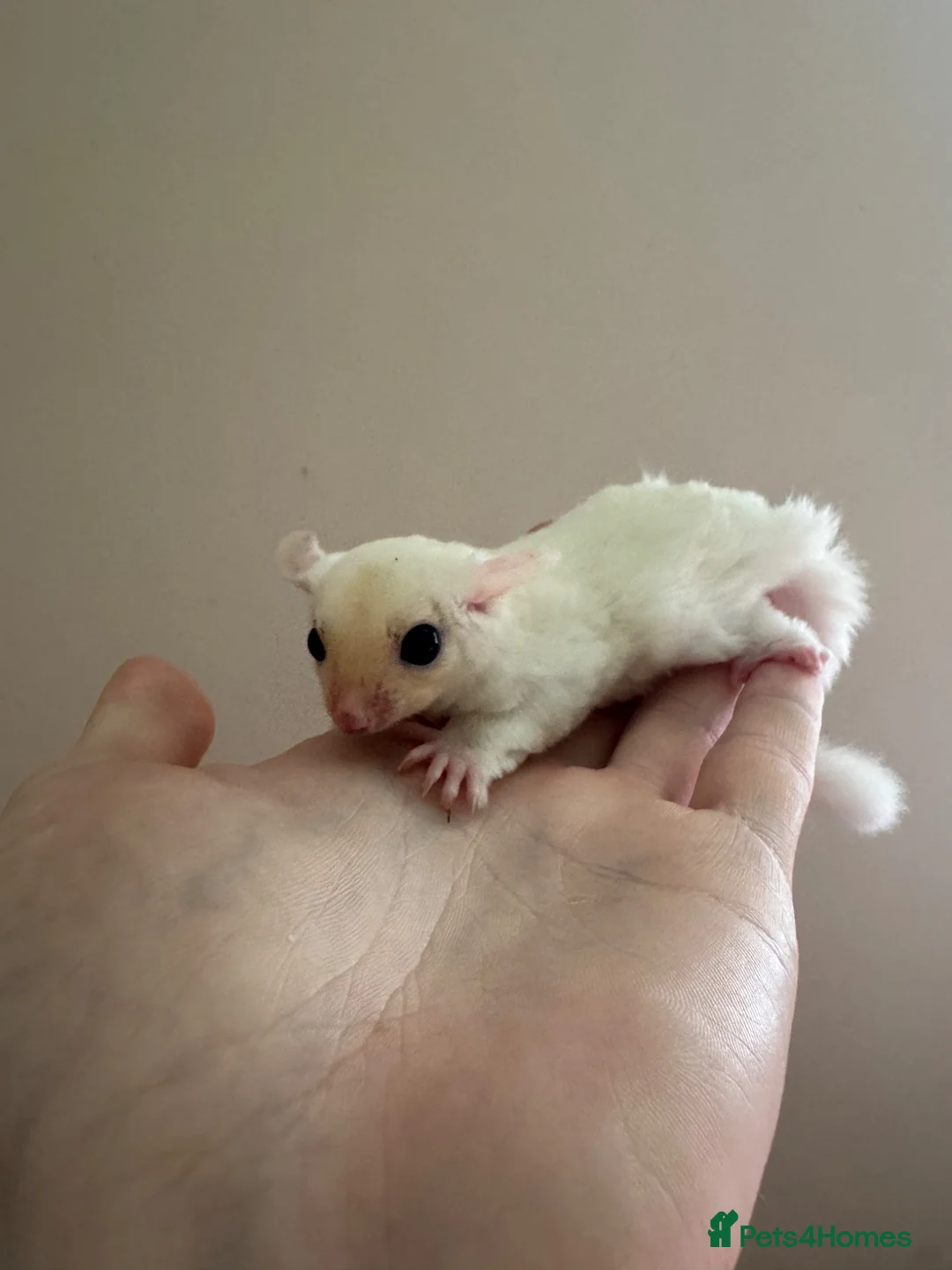 Sugar Glider rodents for sale: Rare leu - Advert 3