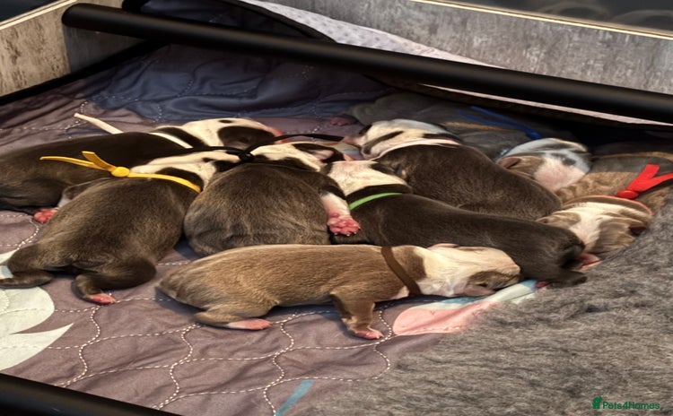 Boston Terrier dogs - Advert 1
