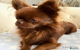 Chihuahua dogs for stud: Solid chocolate KC LC Ukrainian import DNA tested  in Stafford - Image 20