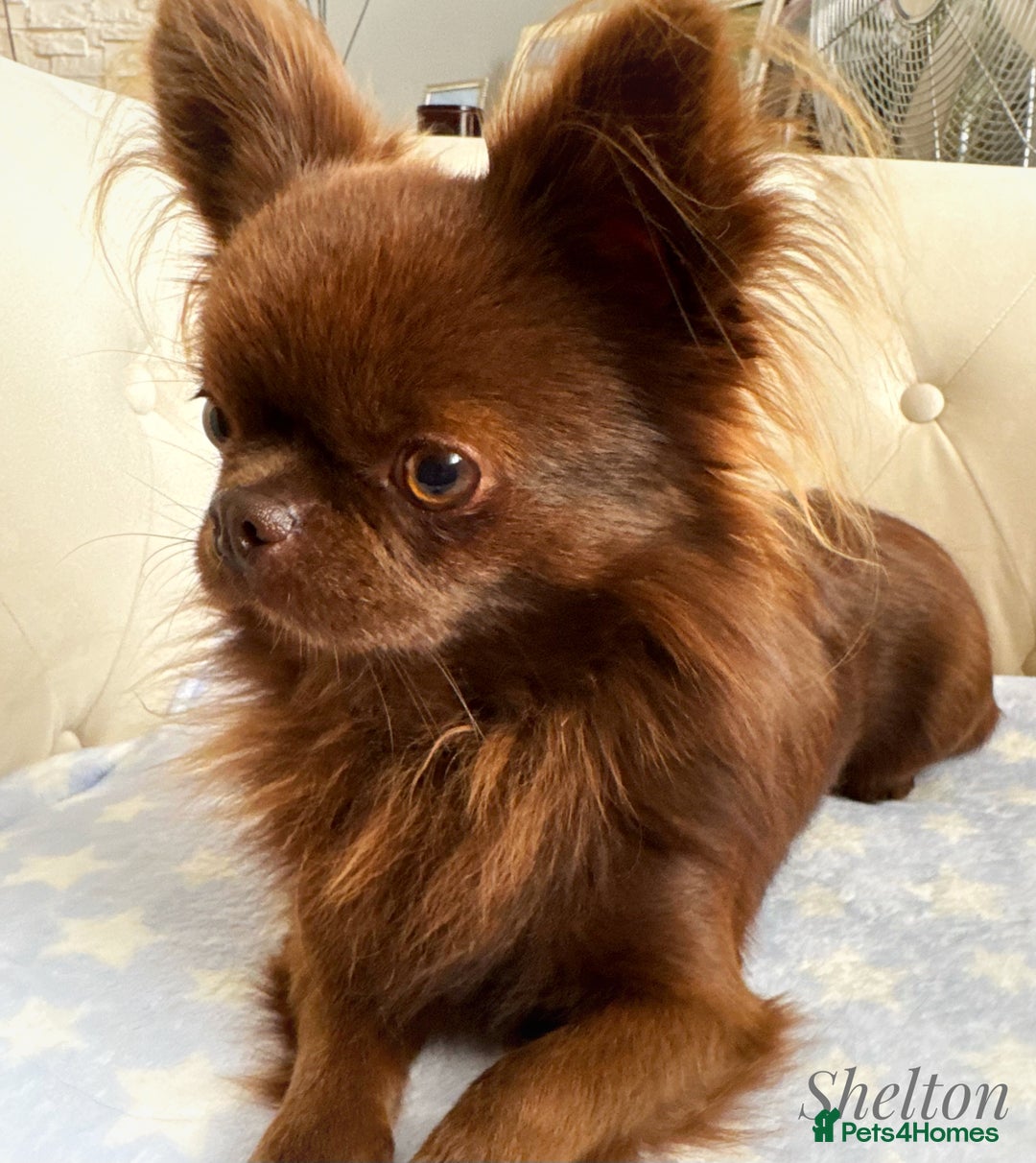 Chihuahua dogs for stud: Solid chocolate KC LC Ukrainian import DNA tested  in Stafford - Image 20