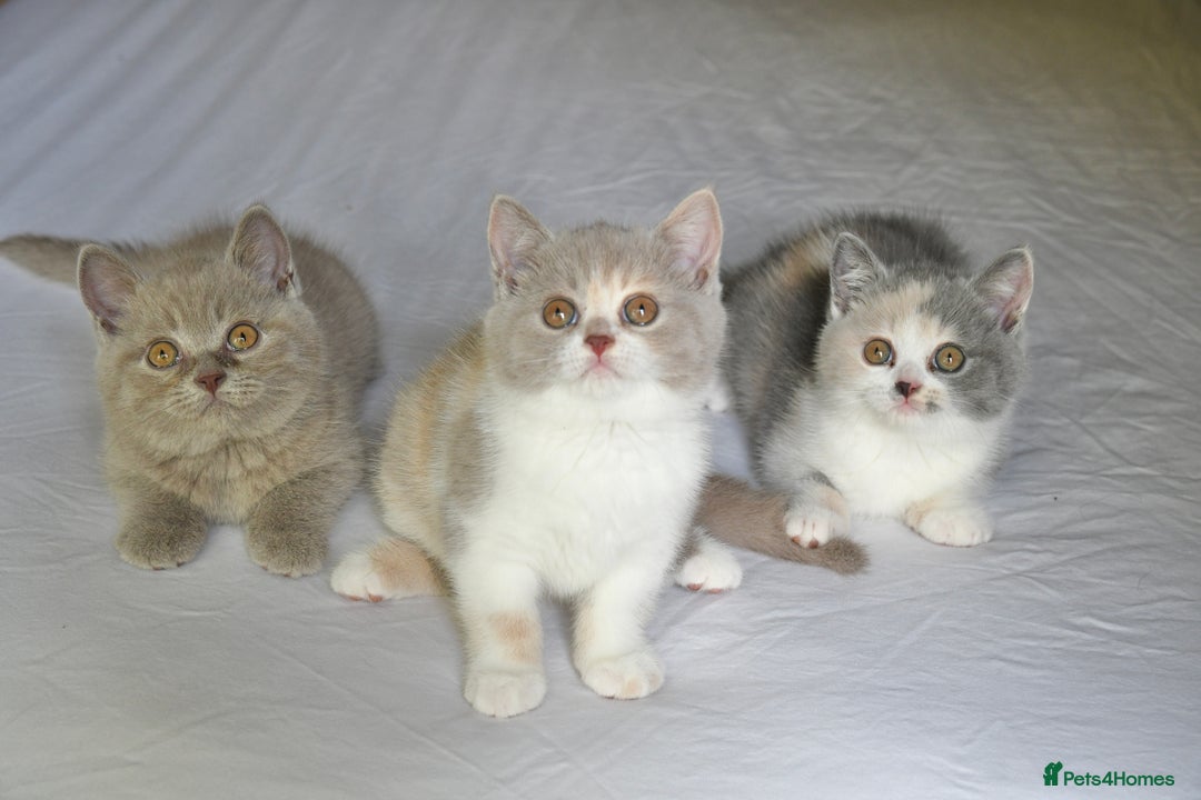British Shorthair cats for sale: Blue tortie & white GCCF British Shorthair girl - Image 5