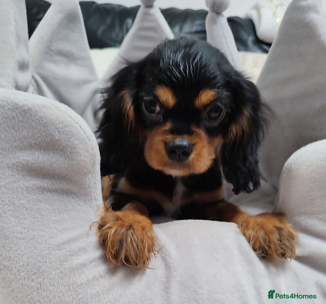Cavalier King Charles Spaniel dogs for sale: Adorable Cavalier Puppies Ready to Leave - Advert 2