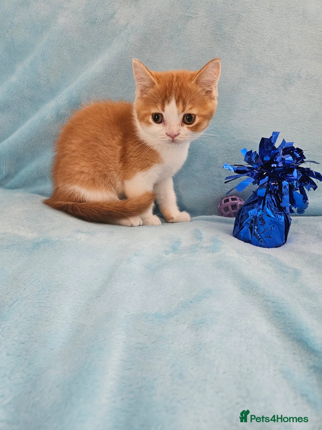 Scottish Fold cats for sale: Adorable Scottish fold Straight Ears Kittens - Image 4