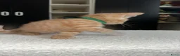 American Shorthair cats for sale: 2 Ginger/Blonde boys , 4 calico girls - Advert 24
