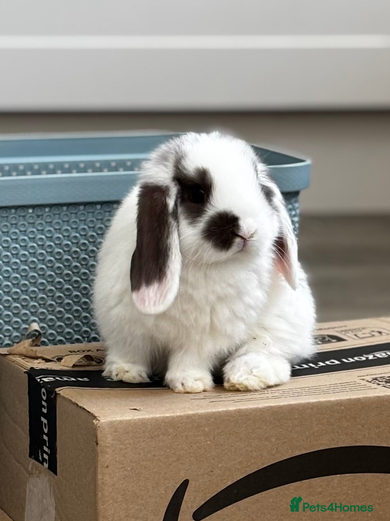 Mini Lop rabbits 2 baby boys left - ready 9th/10th May - Advert 1