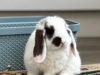 Mini Lop rabbits 2 baby boys left - ready 9th/10th May - Advert 5