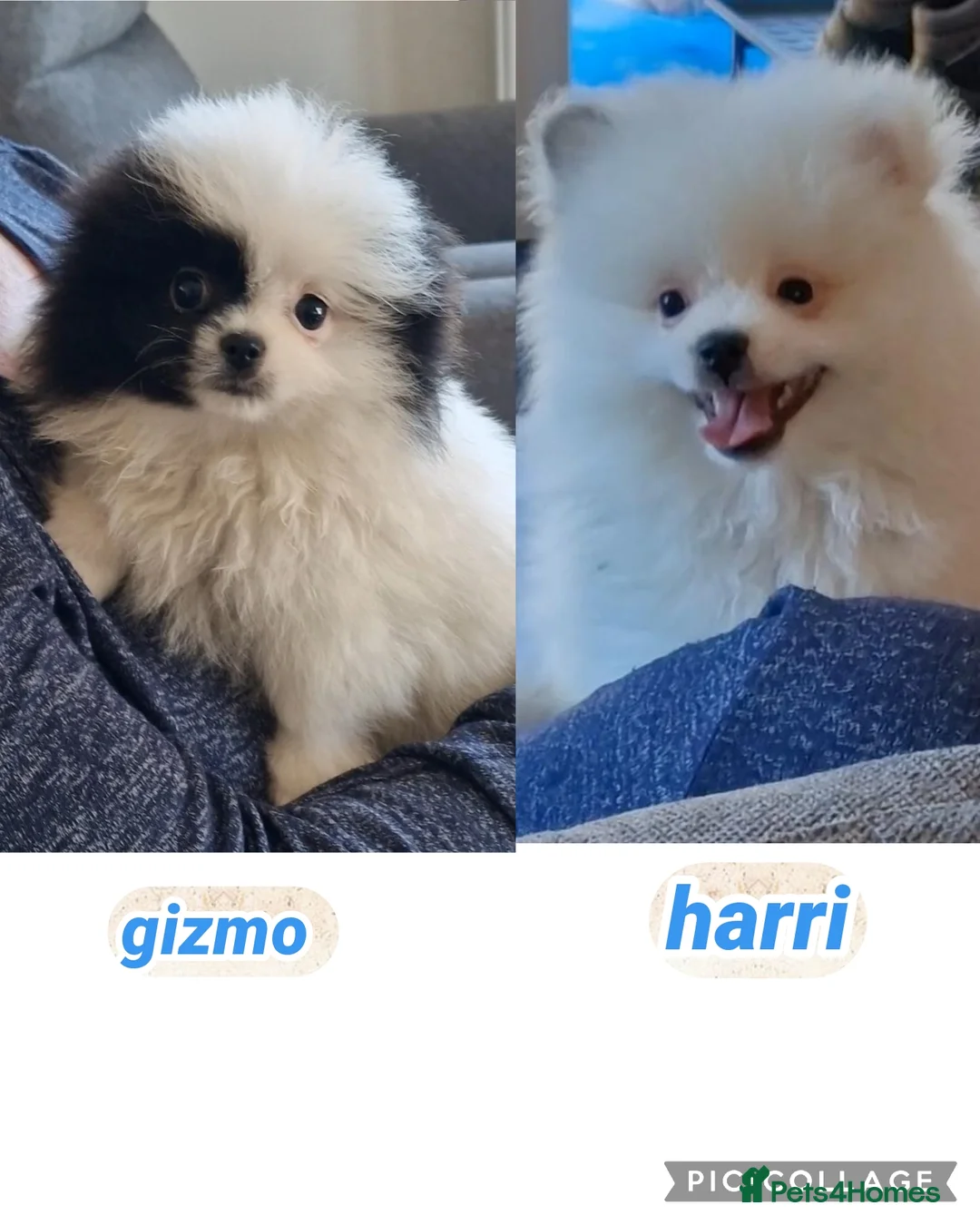Mixed Breed dogs for sale: 3/4 Pomeranian x 1/4 pekingnese boys only left - Advert 1