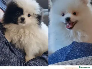 Mixed Breed dogs 3/4 Pomeranian x 1/4 pekingnese boys only left - Advert 6
