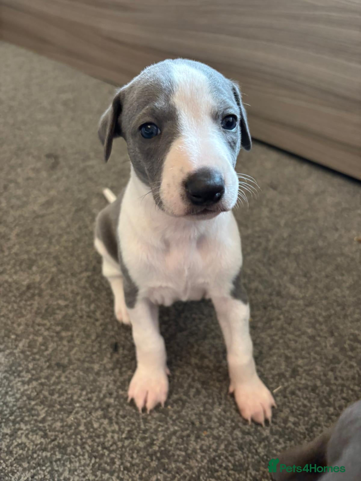 Whippet dogs Kc reg whippet boy  - Advert 2