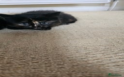 Mixed Breed cats for sale: Three beautiful kittens - Image 12