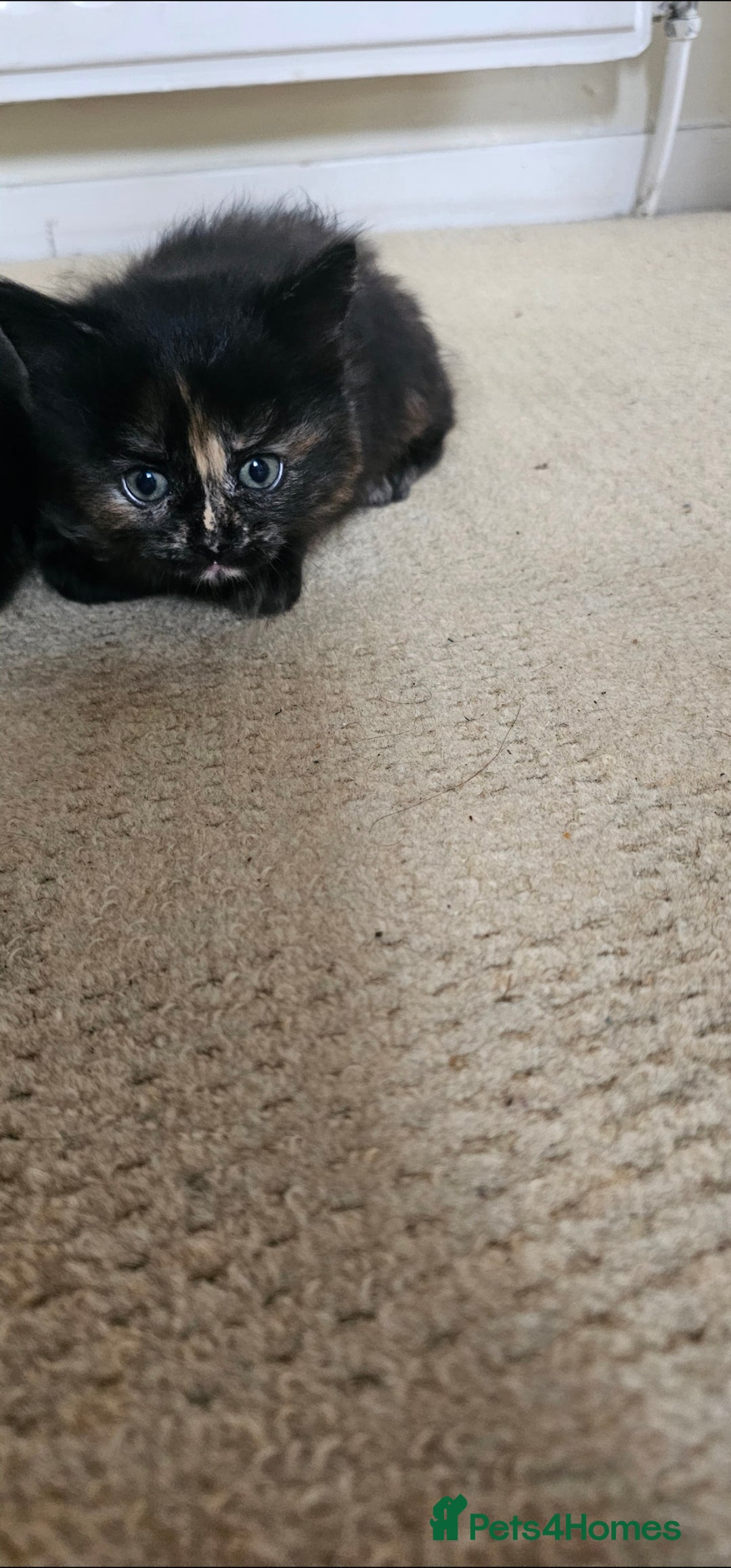 Mixed Breed cats for sale: Three beautiful kittens - Image 12