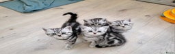 British Shorthair cats for sale: Your Furry Fantasy Awaits! - Advert 11
