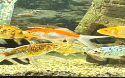 Goldfish fish for sale: Goldfish  - Image 3