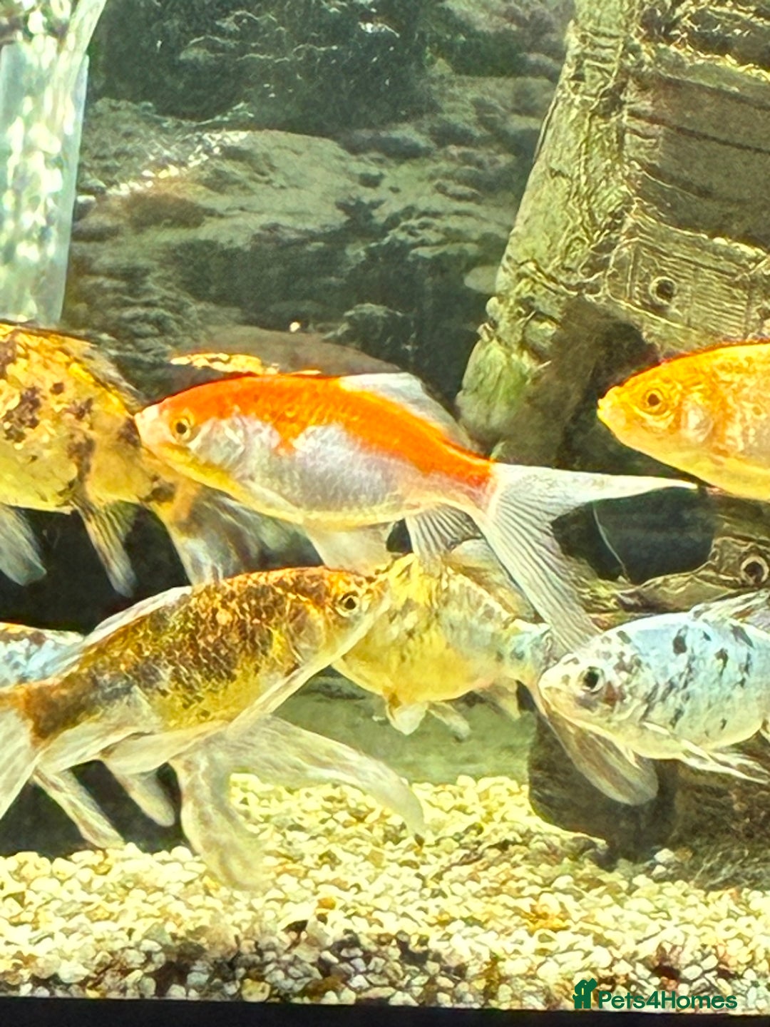 Goldfish fish for sale: Goldfish  - Image 3