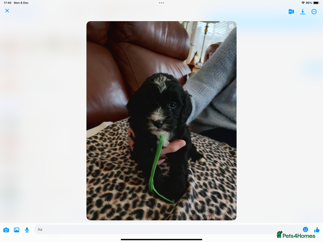 Mixed Breed dogs for sale: COCKALIERPOOS - Advert 4