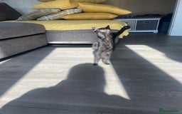 Mixed Breed cats for sale: Three mixed breed kittens - Image 2
