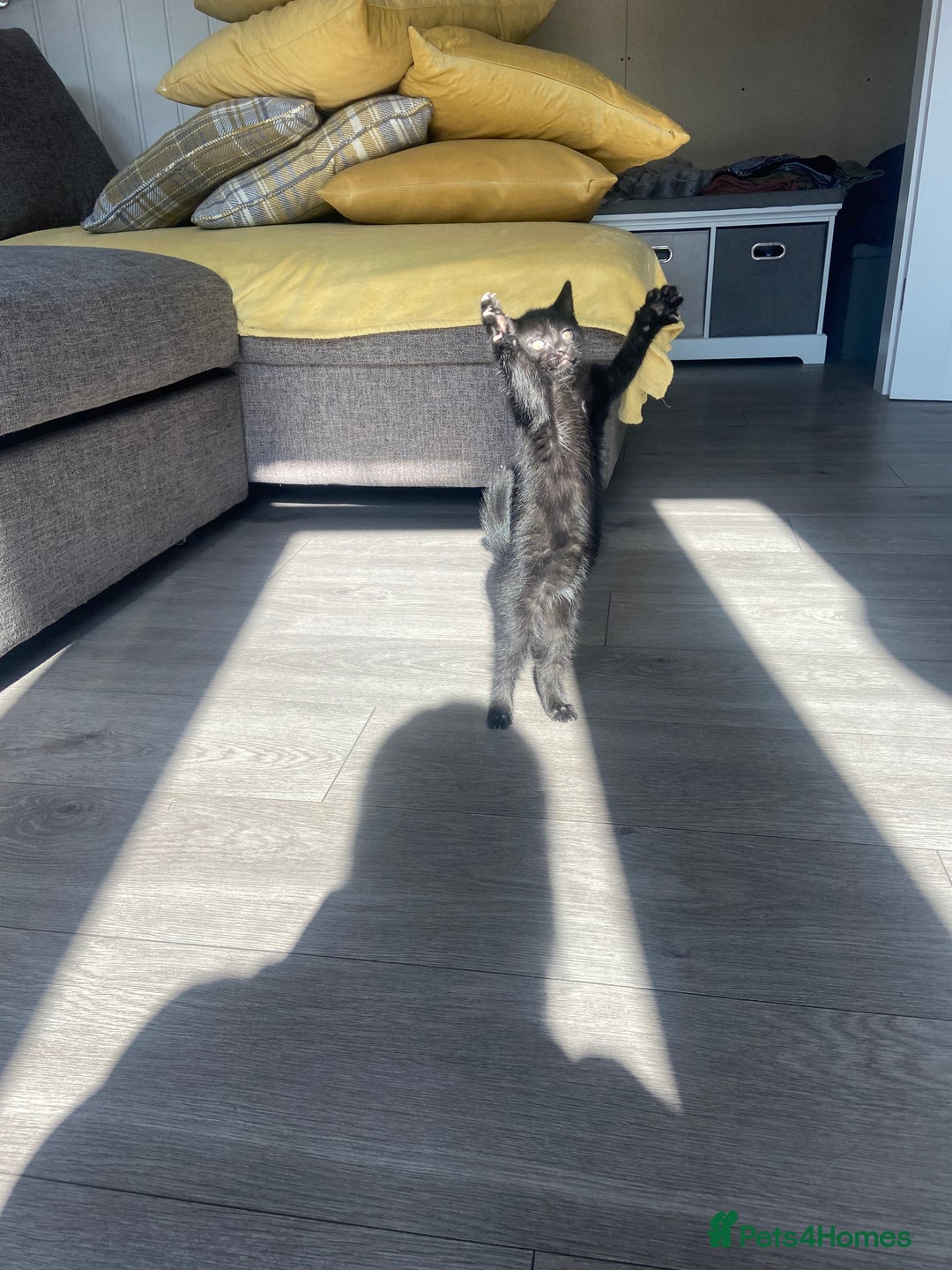 Mixed Breed cats for sale: Three mixed breed kittens - Image 2