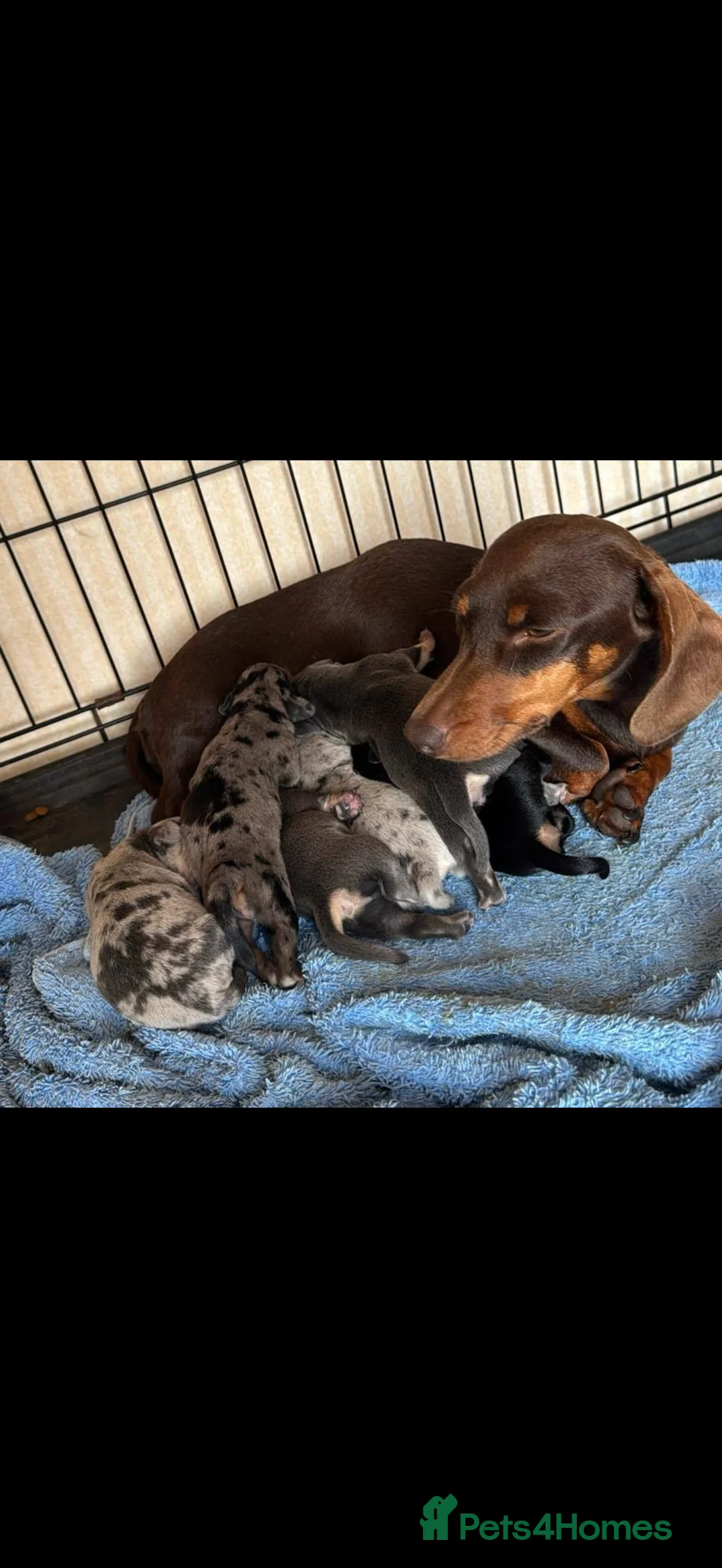 Miniature Dachshund dogs for stud: Minature dachound stud  - Advert 3