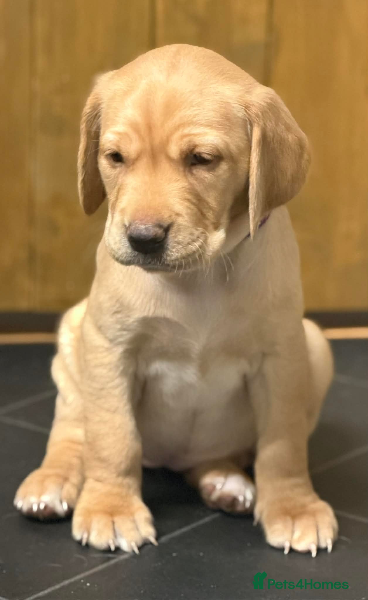 Labrador Retriever dogs Labrador puppies - Advert 17