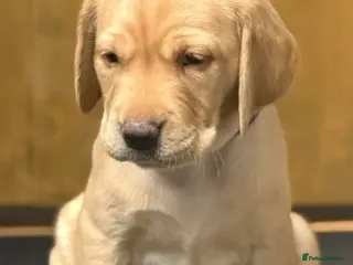 Labrador Retriever dogs Labrador puppies - Advert 17