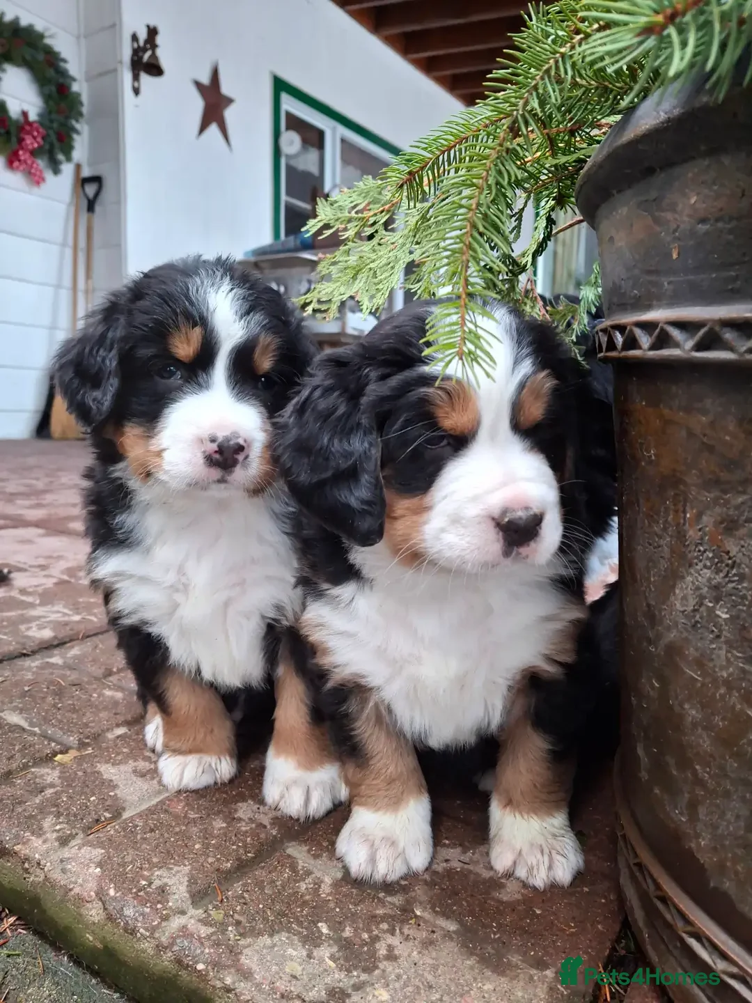 Bernese Mountain Dog dogs for sale: Female bernese mountain dog puppies  in London - Advert 2
