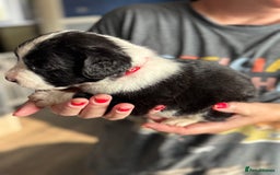 Mixed Breed dogs for sale: American bulldog (not bully) x cocker spaniel  - Image 3