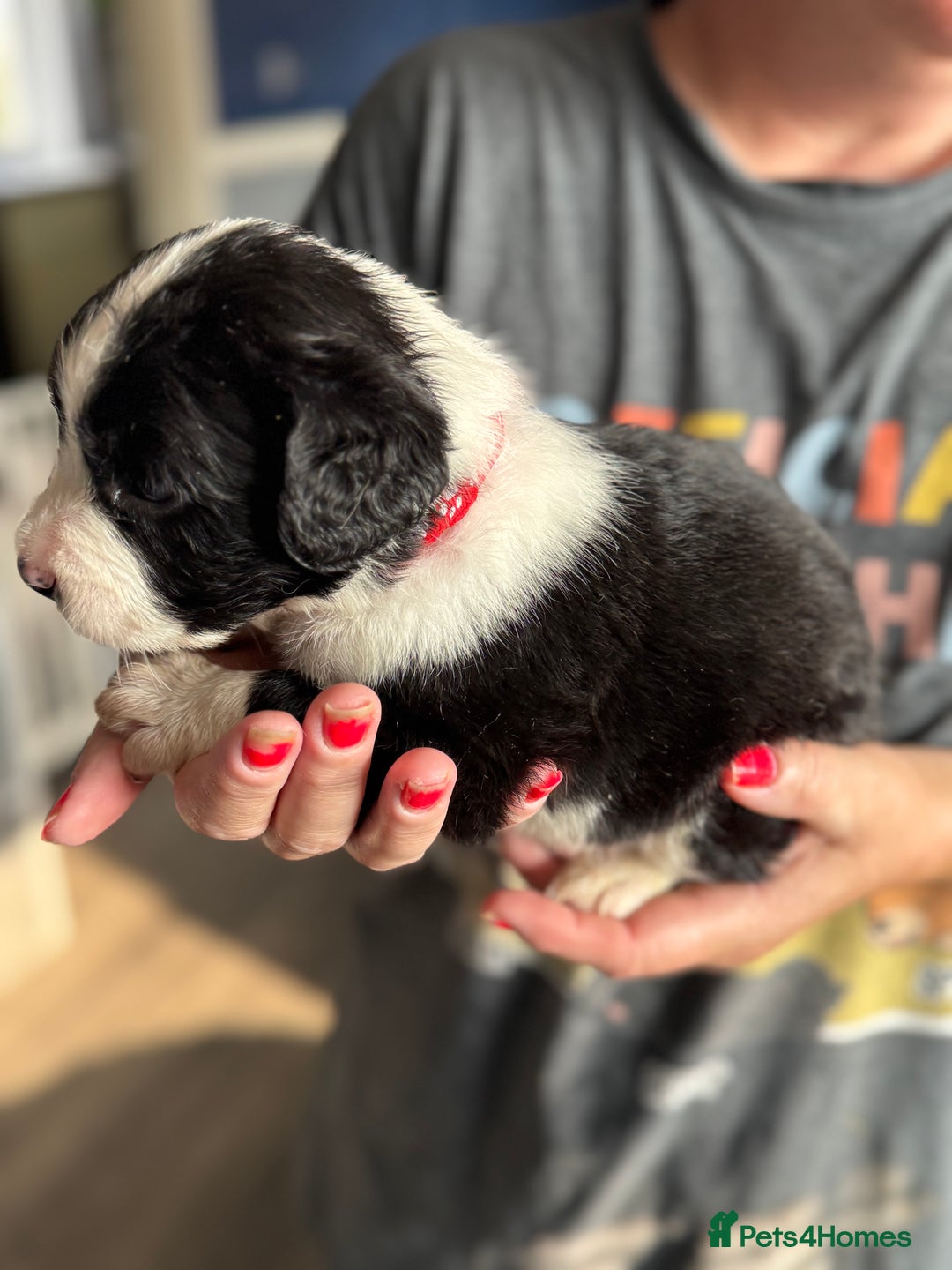 Mixed Breed dogs for sale: American bulldog (not bully) x cocker spaniel  - Image 3