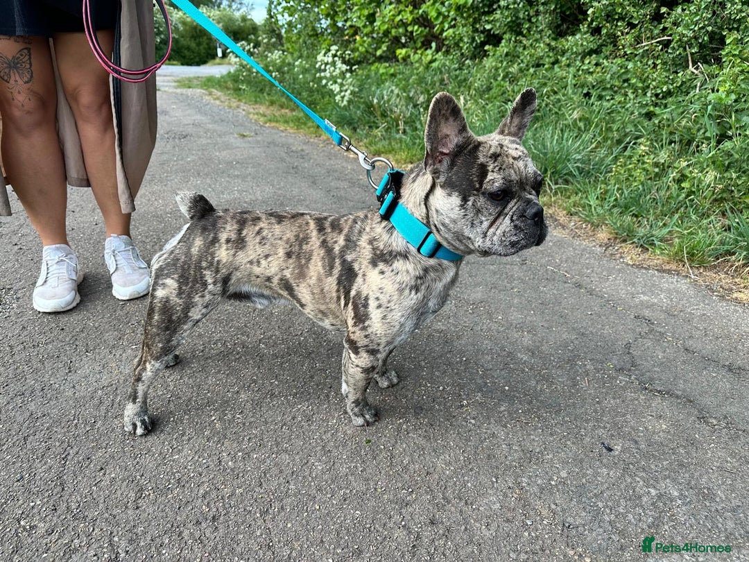 French Bulldog dogs for sale: Merle castrated French bull male 22 months old  - Advert 1