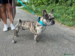 French Bulldog dogs Merle castrated French bull male 22 months old - Advert 15