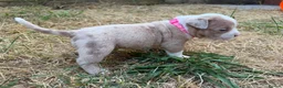American Bully dogs for sale: Pocket Bullies only 3 girls 1 boy left  in Addlestone - Advert 13